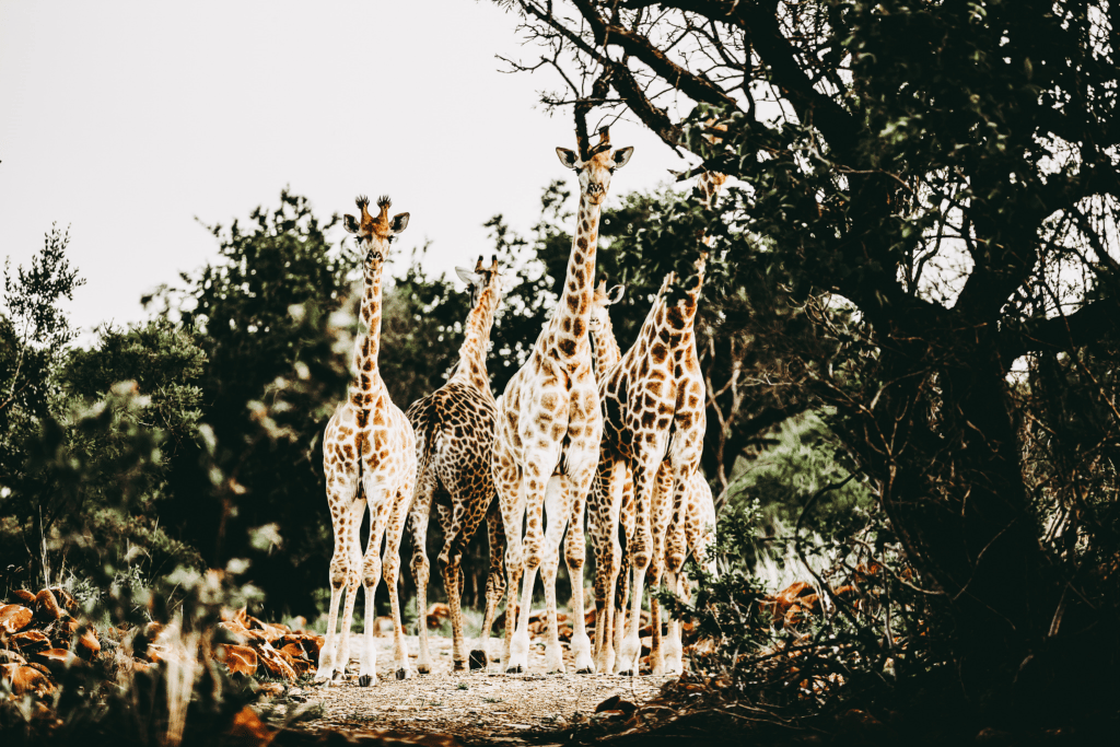 Bankenkloof Private Game Reserve