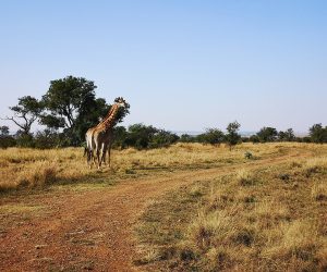 Giraffe 2