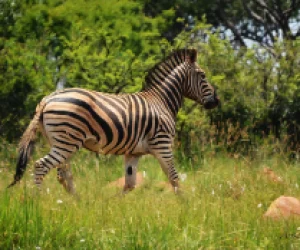imgi_15_Zebra-1-3