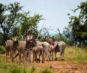 imgi_19_Zebras-4